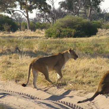 Botswana Selfdrive leeuwen in Moremi
