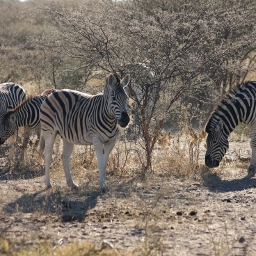 Zebra Khama Rhino Sanctuary