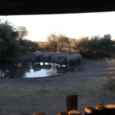 Rhino Viewing Hide