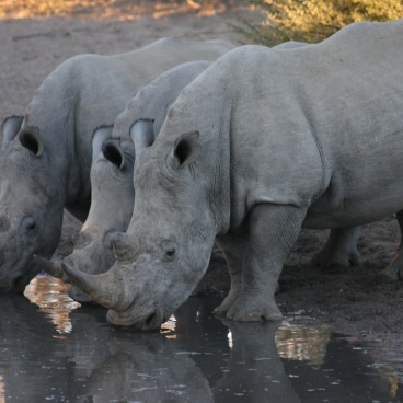 Khama Rhino Botswana