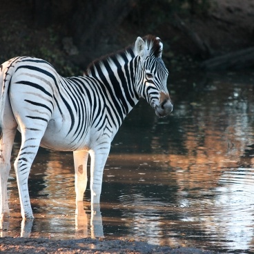 Zebra Khama Rhino Sanctuary Botswana