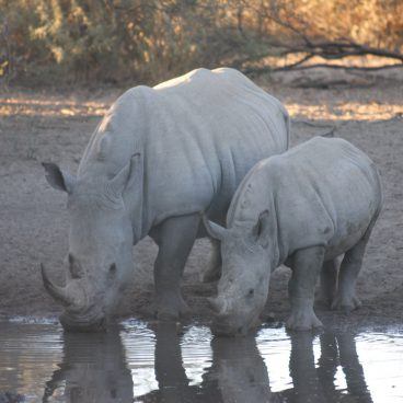 Rhino South Africa and Botswana