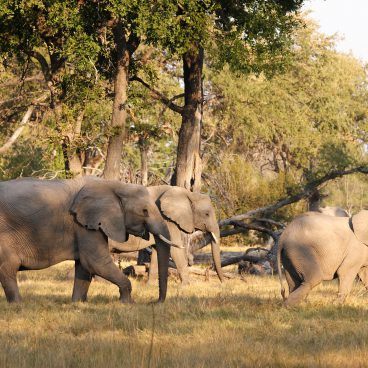 Botswana self drive olifanten in het Moremi Game Reserve