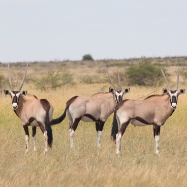 Gemsbok-Central-Kalahari