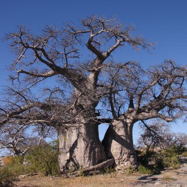Botswana reis Kubu Island Botswana