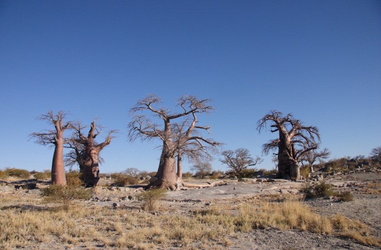 Namibië en Botswana wildlife en zoutpannen