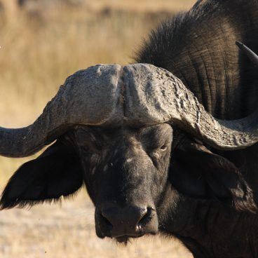 Moremi Game Reserve Buffalo