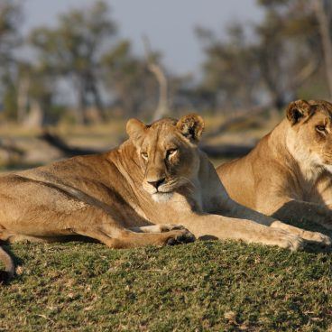 Moremi Game Reserve Botswana