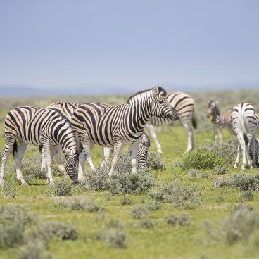 Zebra Okaukuejo Etosha Namibië