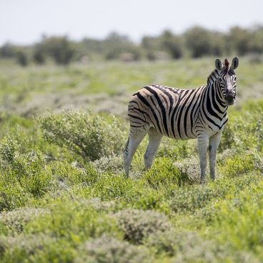 Zebra Etosha National Park