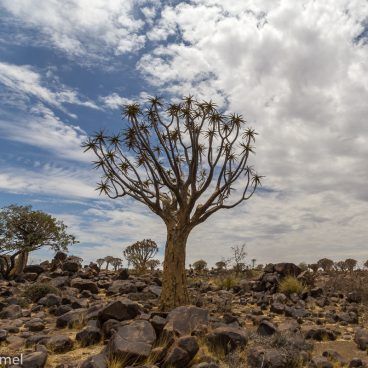 Kokerboom Namibië rondreis