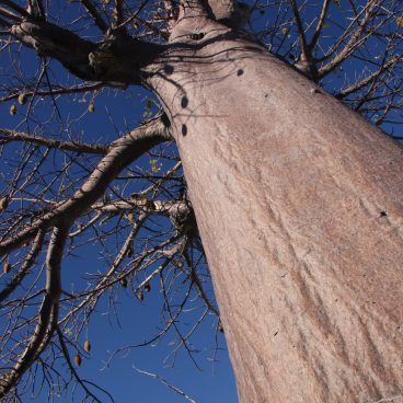 Baobab Tree Botswana