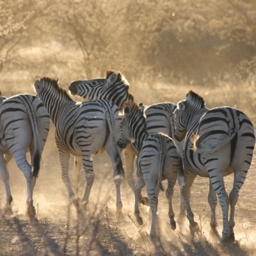 Zebra Rondreis Namibië