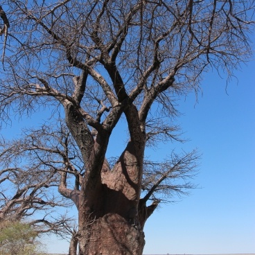 Vakantie Botswana Baines Baobabs