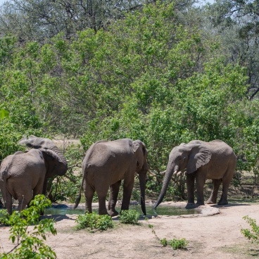 Kruger Park Olifanten