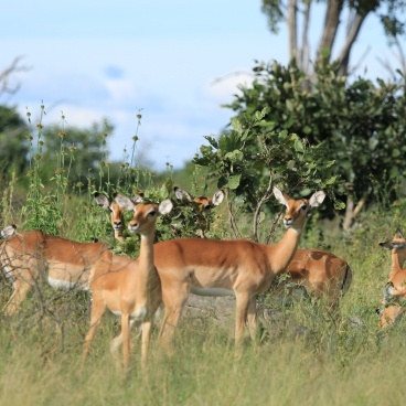 Impala Moremi Game Reserve