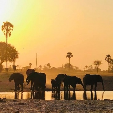 Dusty Sunset Elephants Drinking Hwange