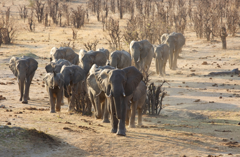 Zimbabwe en Botswana Safari 16 dagen Self Drive