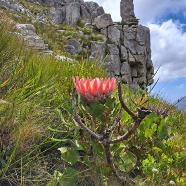Protea Jonkershoek
