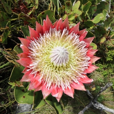Protea Jonkershoek