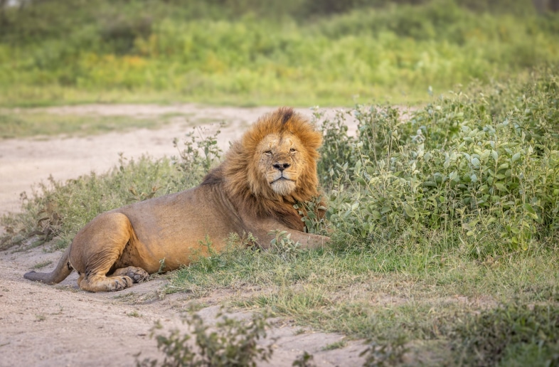 Ndutu (Zuid-Serengeti)