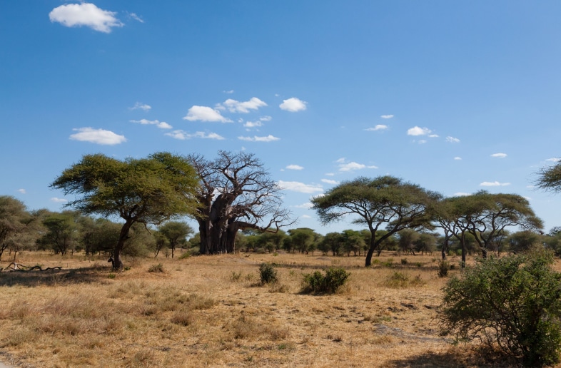 Tarangire National Park