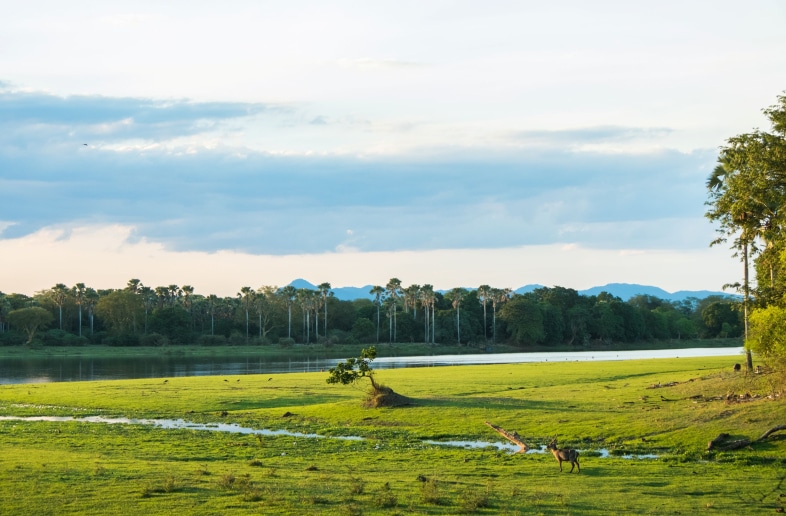 Liwonde National Park