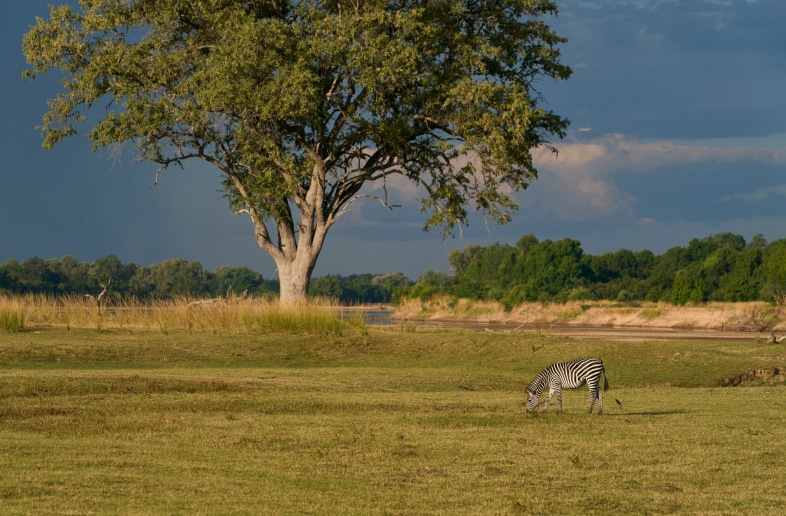South Luangwa National Park