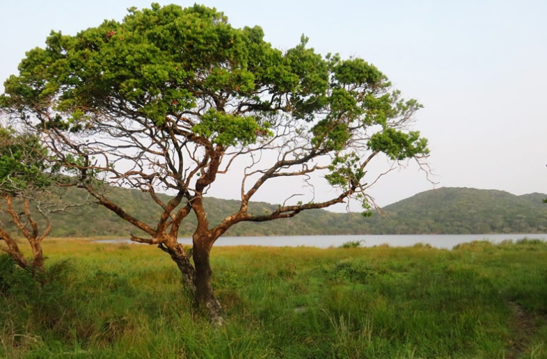Maputo National Park Campsite