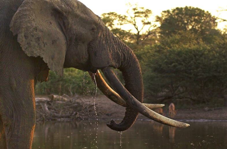 Tembe Elephant Park